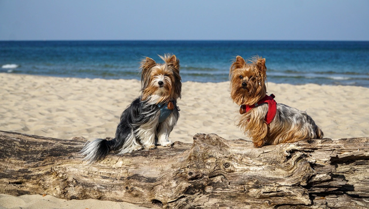 travel dog crate